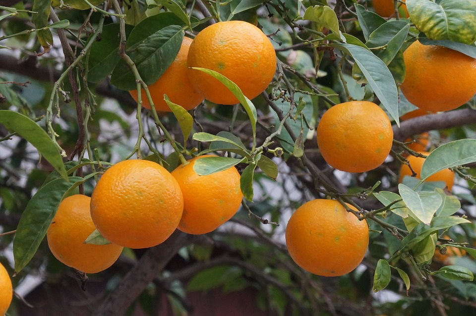 Orange Trees in Soller